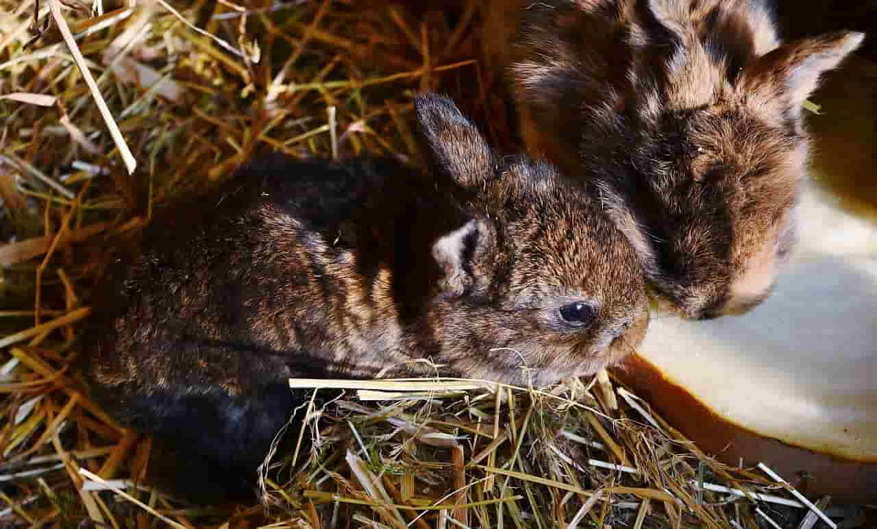 can bunnies eat bok Choy