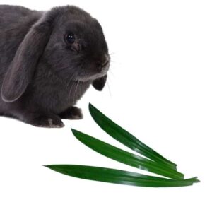 can bunnies eat pandan