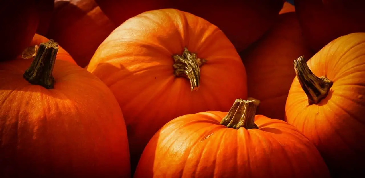 can bunnies eat pumpkins