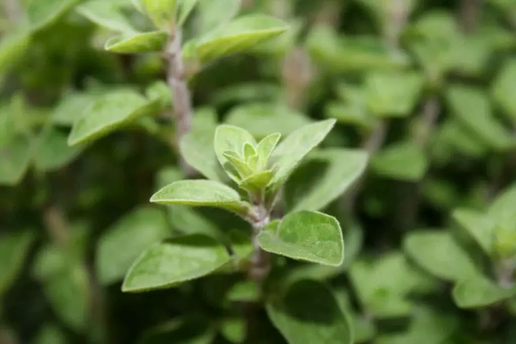 can bunnies have Oregano?