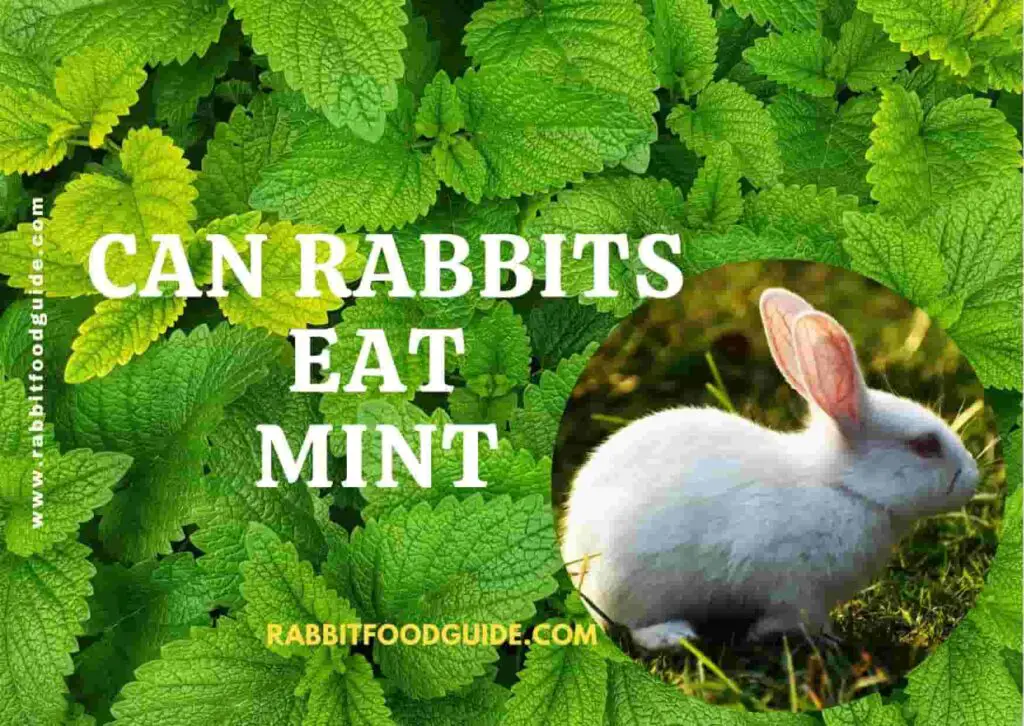 Can Rabbits Eat InDepth Full Guide