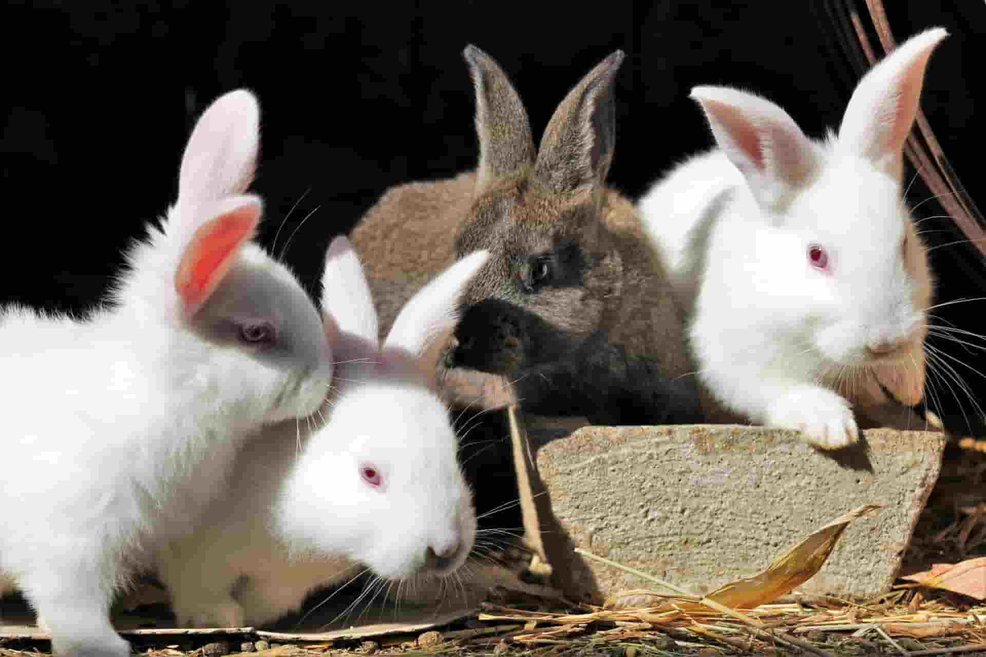 can rabbits eat oats without any issue?
