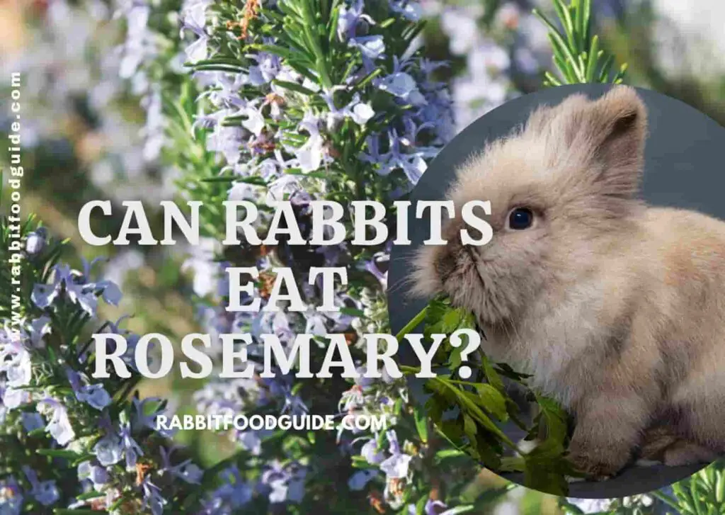 can rabbits eat Rosemary?