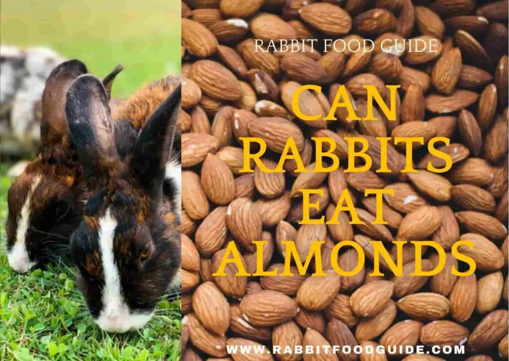 Can Rabbits Eat Almonds? Risk, Issues & Complete Guide