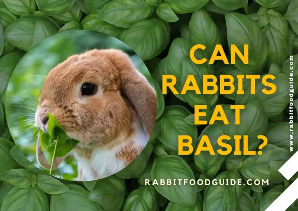 can rabbits eat basil?