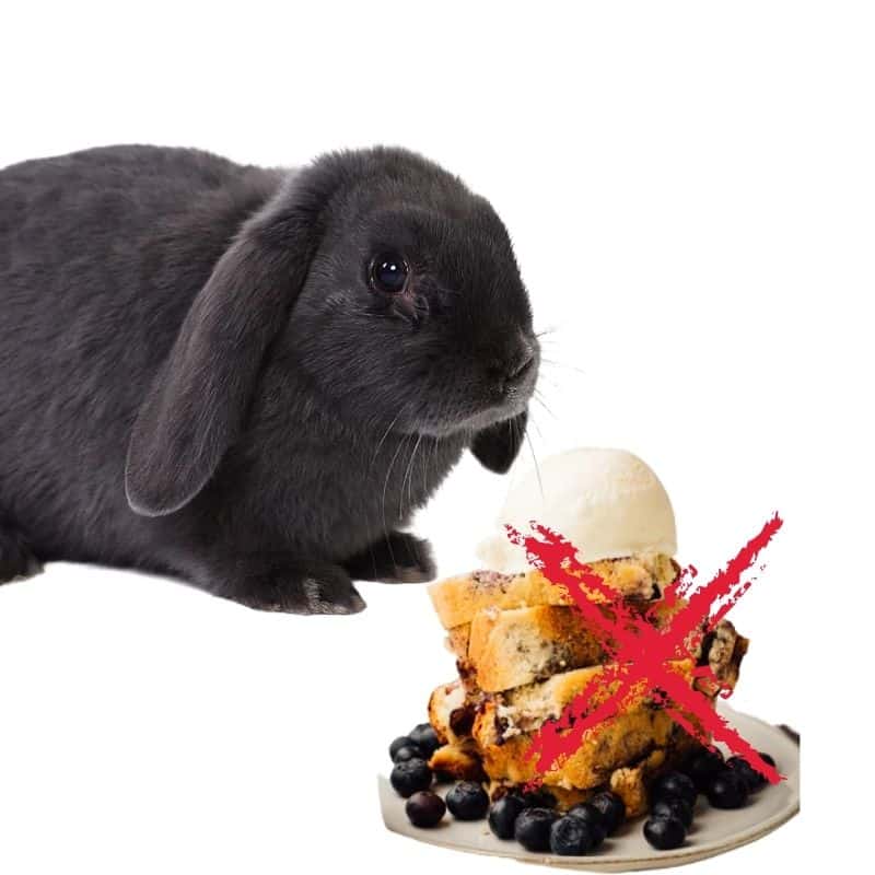 can rabbits eat blueberries pie