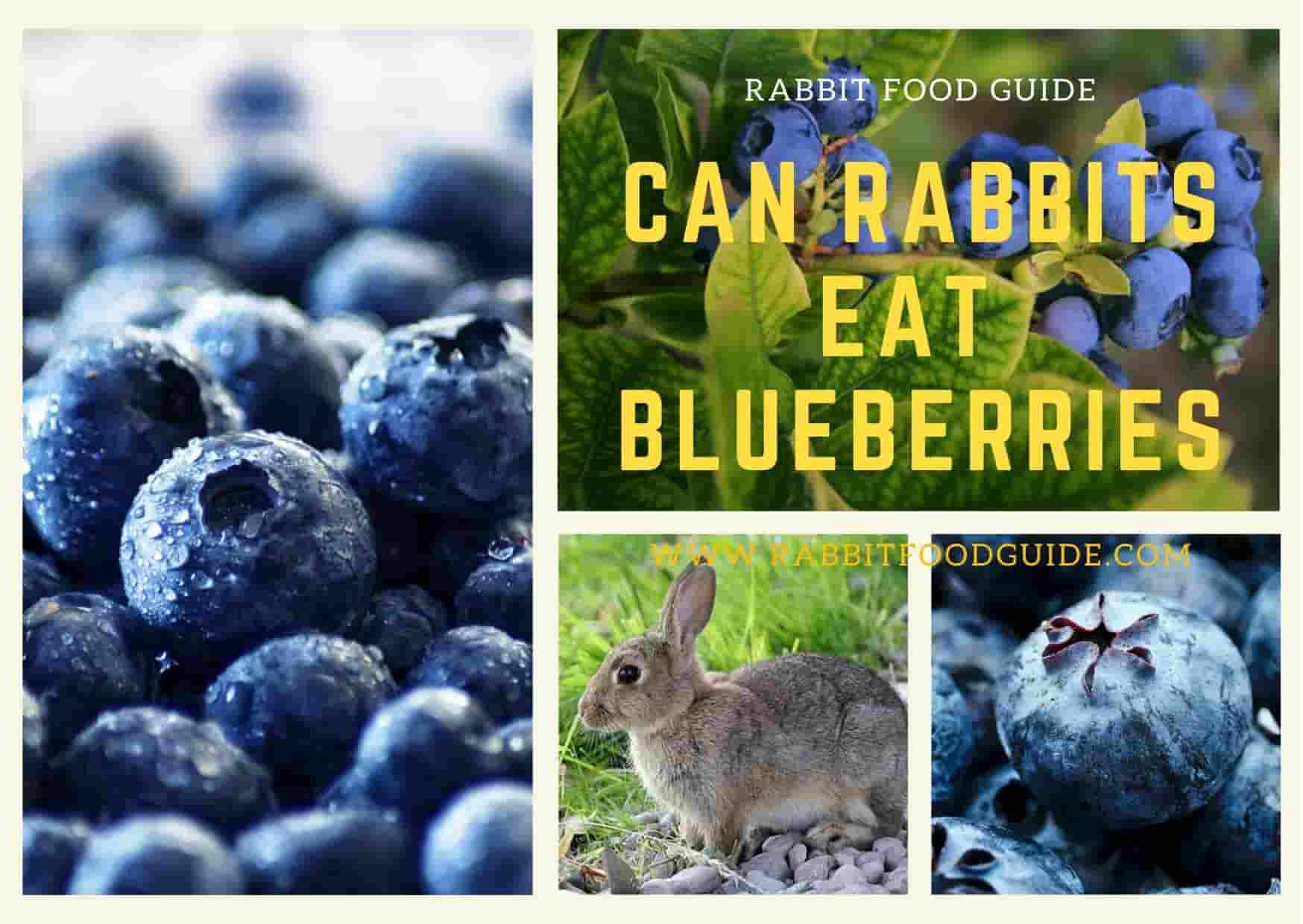 can rabbits eat blueberries?