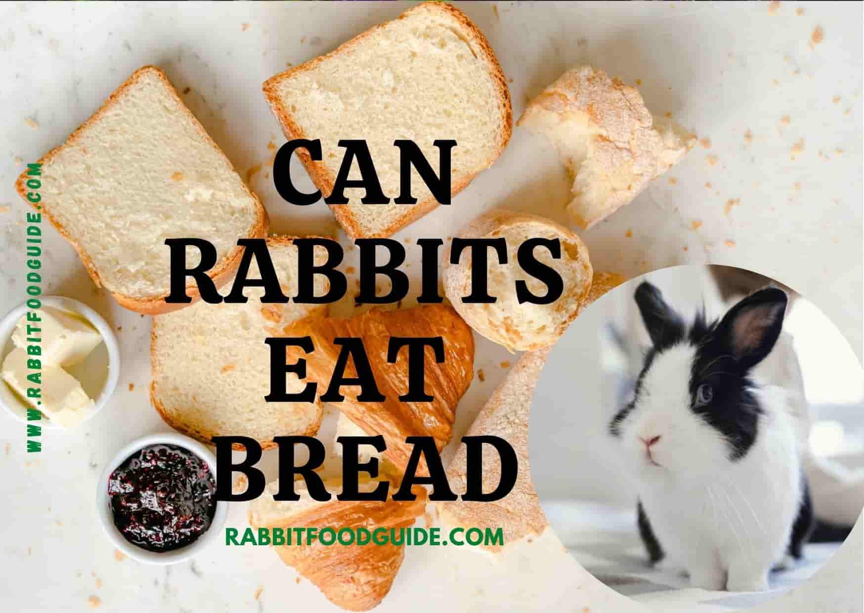 can rabbits eat bread?