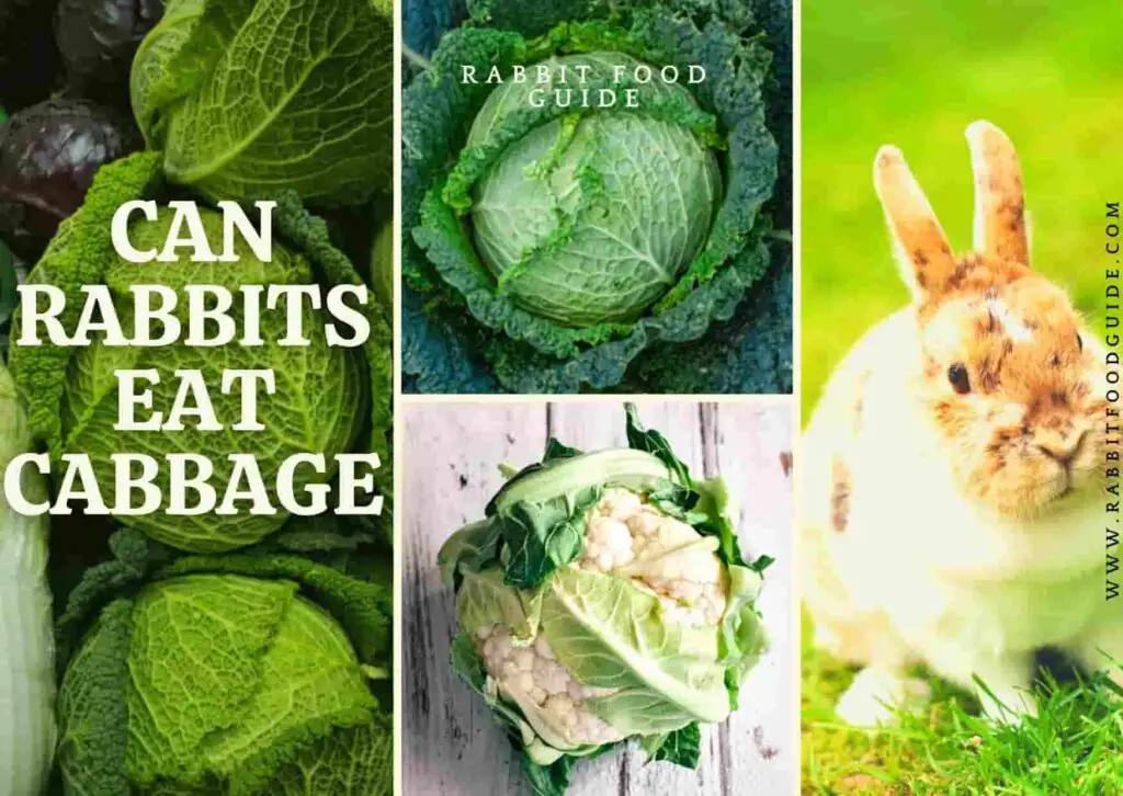 Can Rabbits Eat Cabbage?100 Complete Full Guide