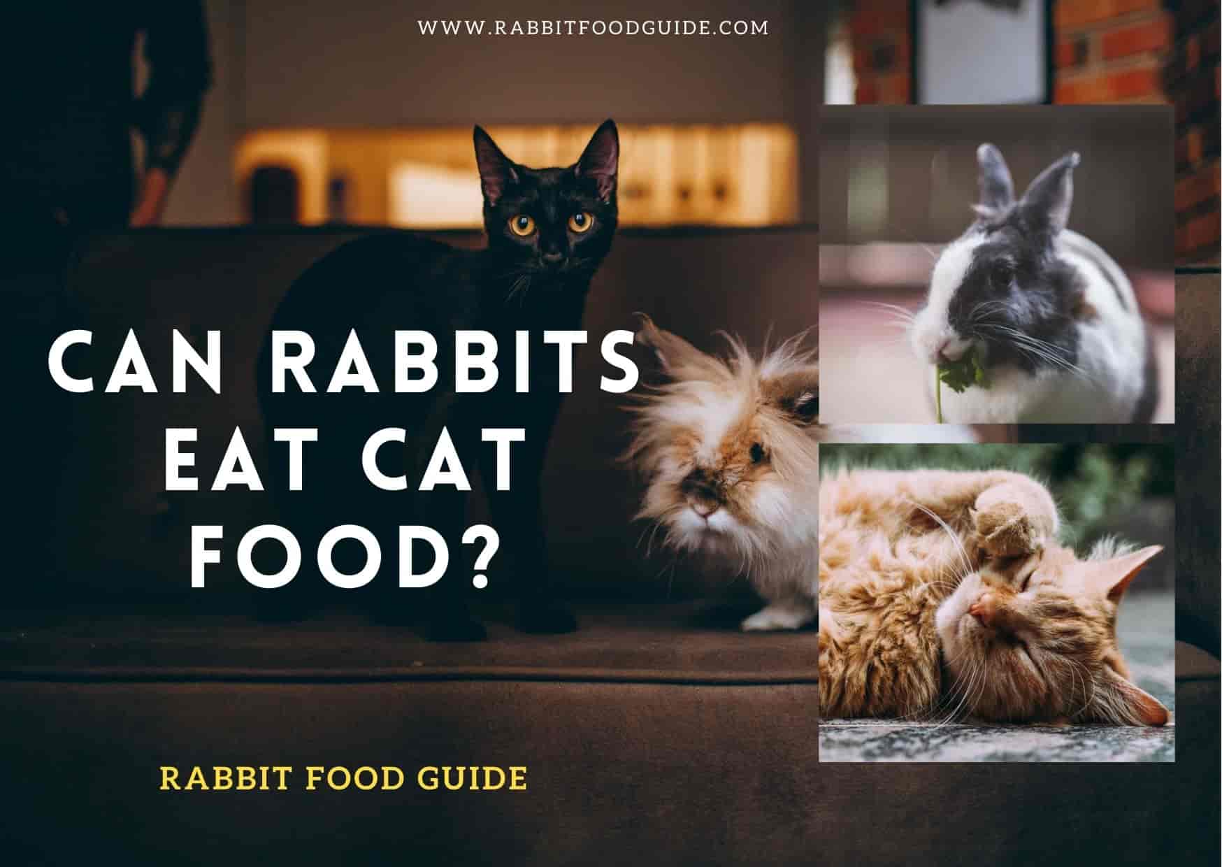 can rabbits eat cat food