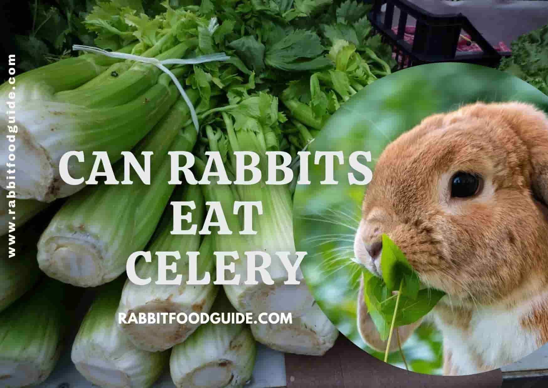 can rabbits eat celery?