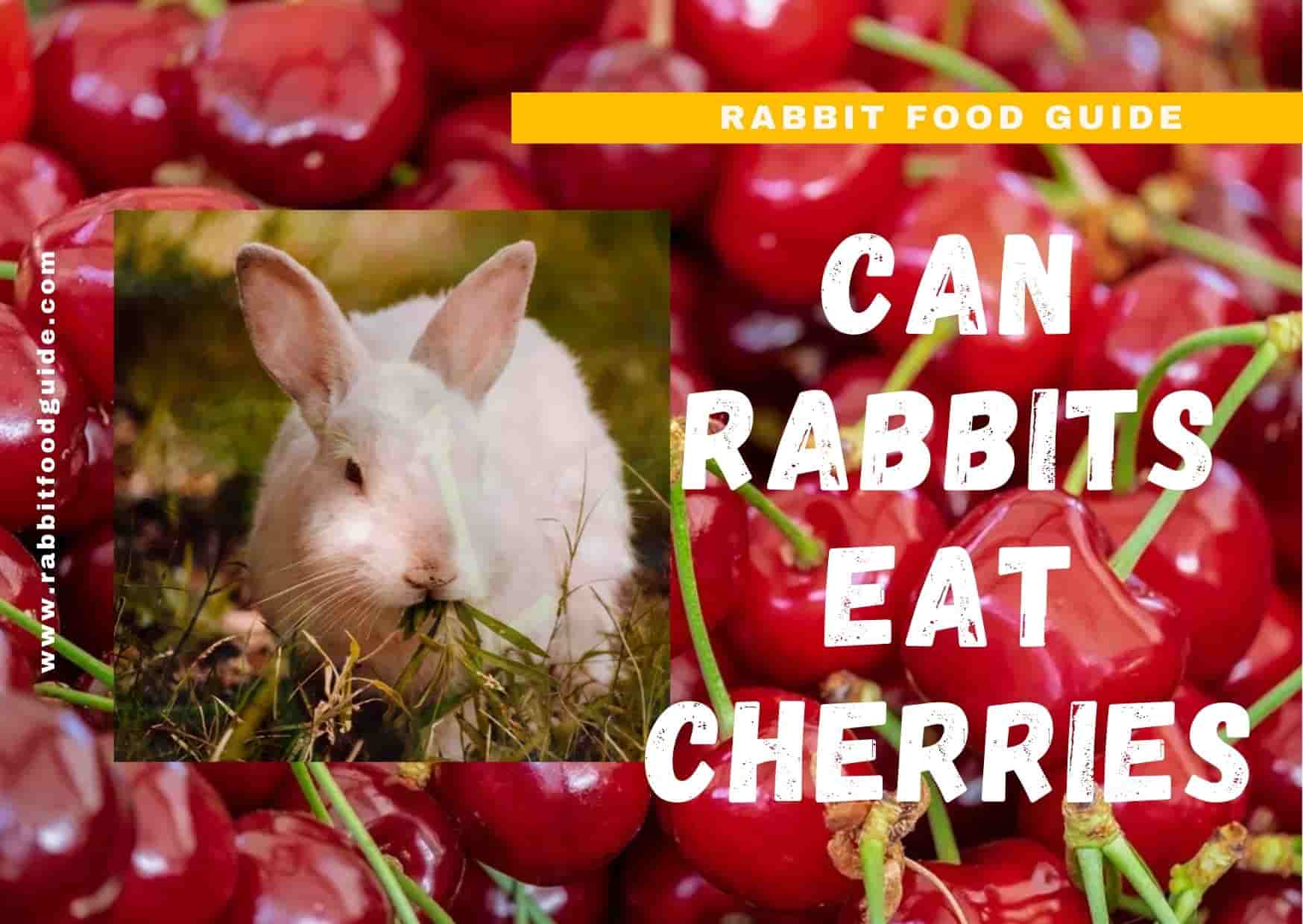 can rabbits eat cherries?