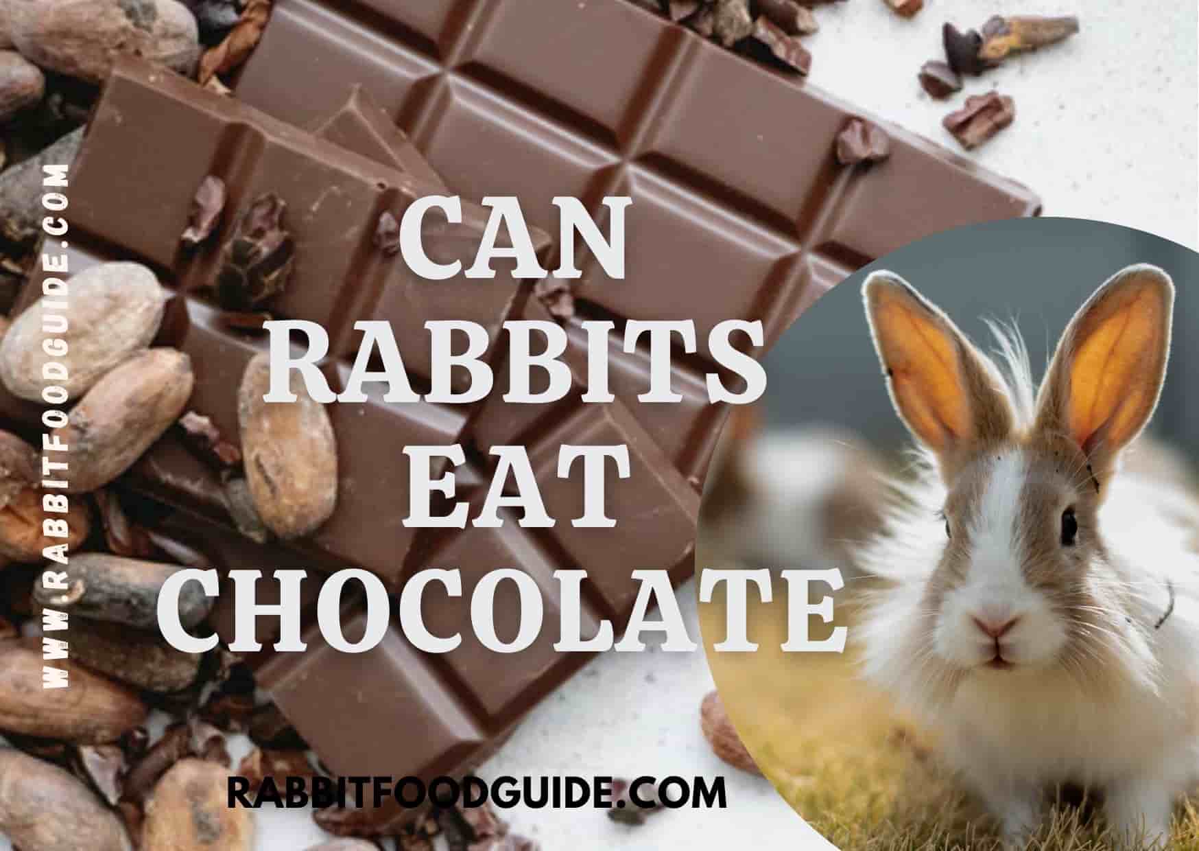 can rabbits eat chocolate?
