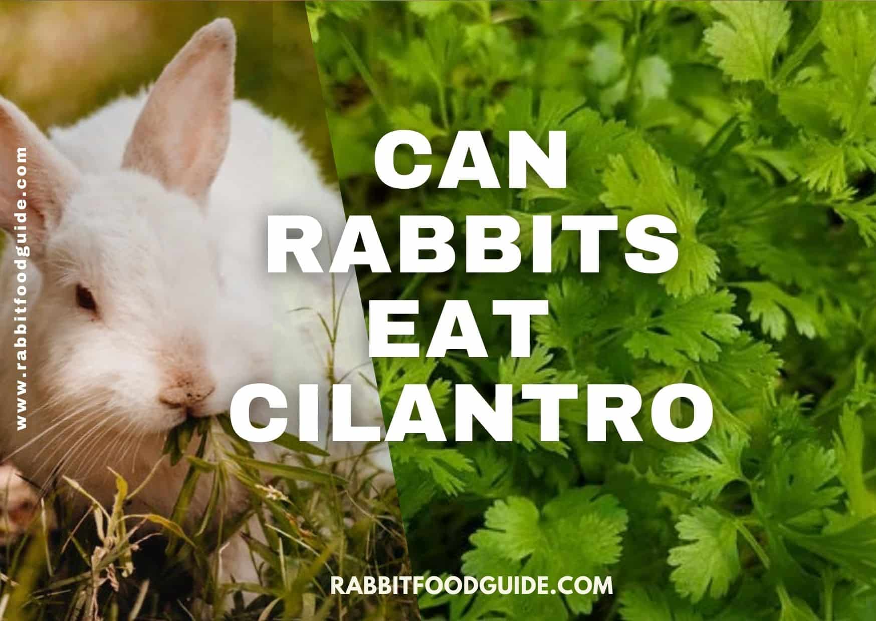 can rabbits eat cilantro?