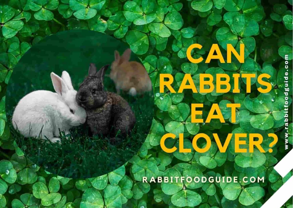 can rabbits eat clover?