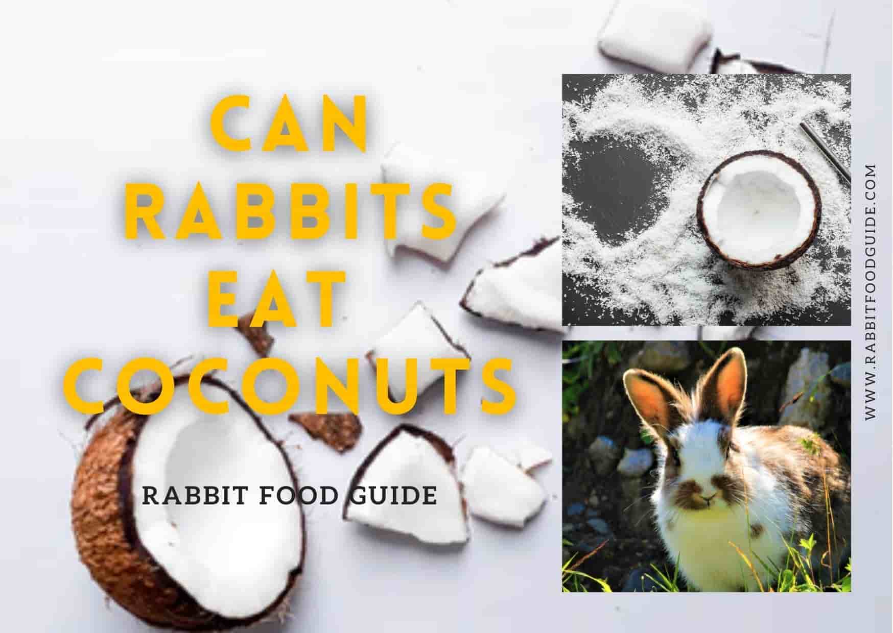 can rabbits eat coconuts?