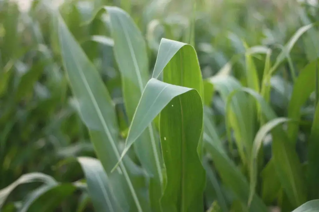 can rabbits eat corn leaves and husks?