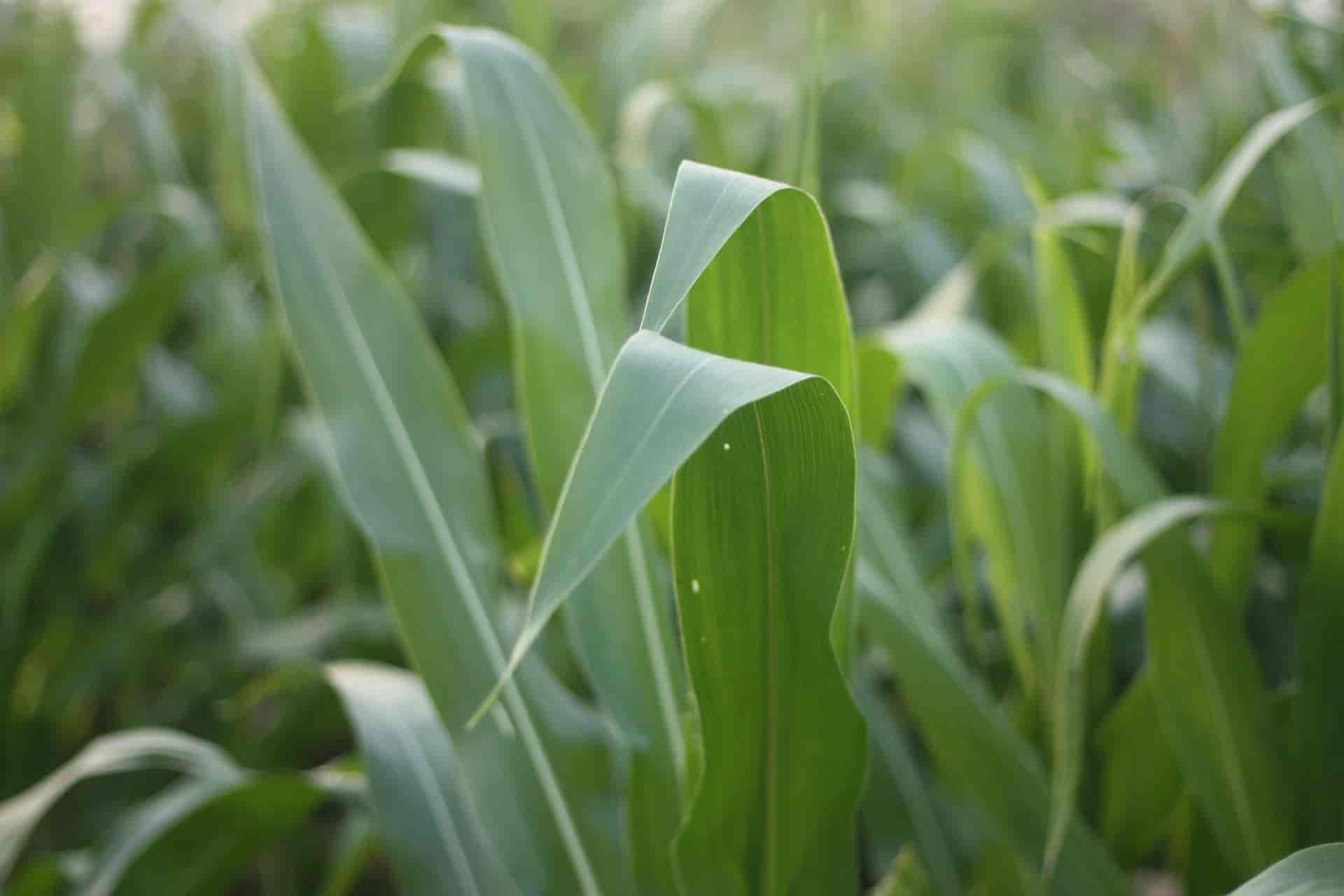 Can rabbits eat corn? Complete Health Guide & Issues