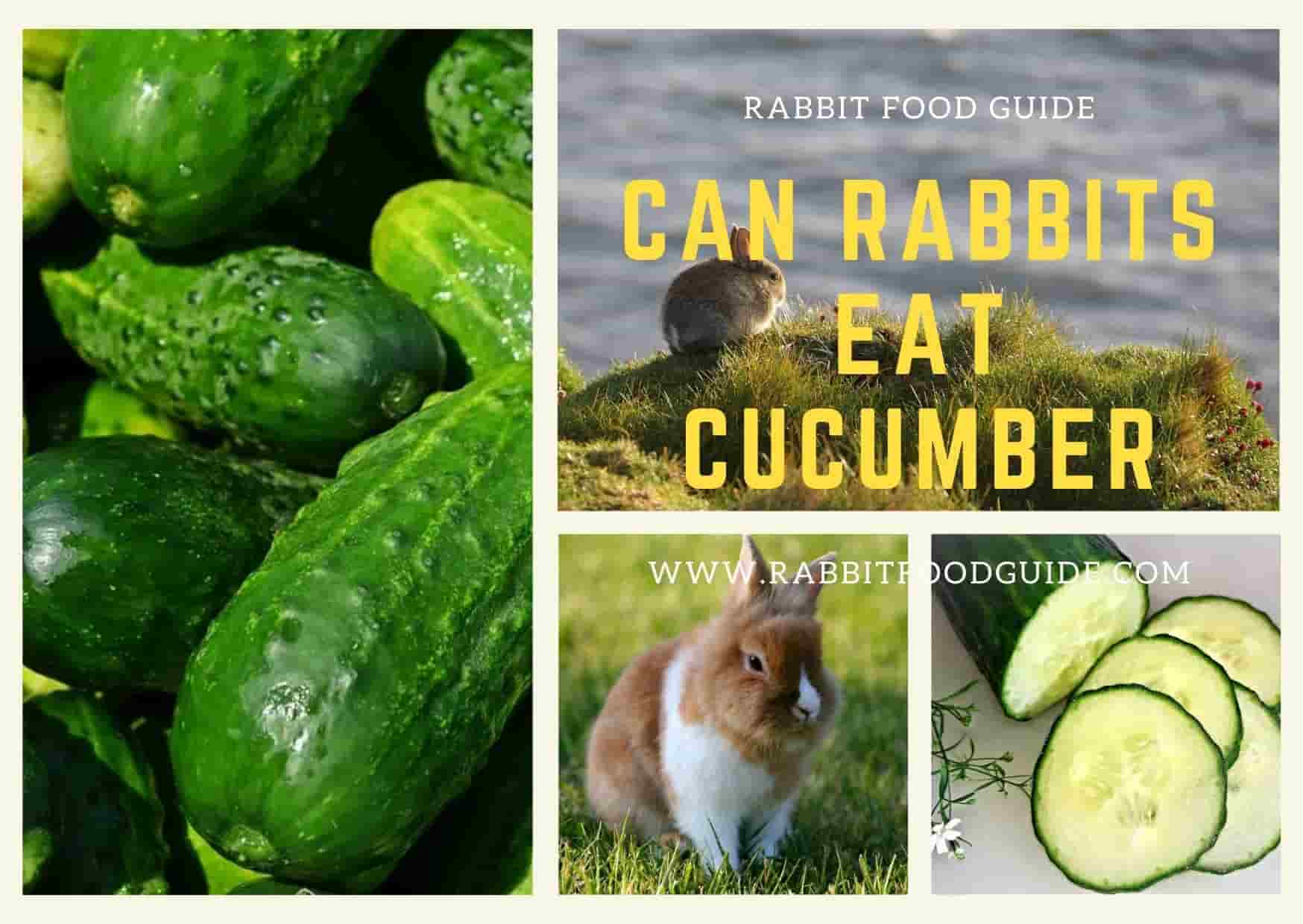 can rabbits eat cucumber?