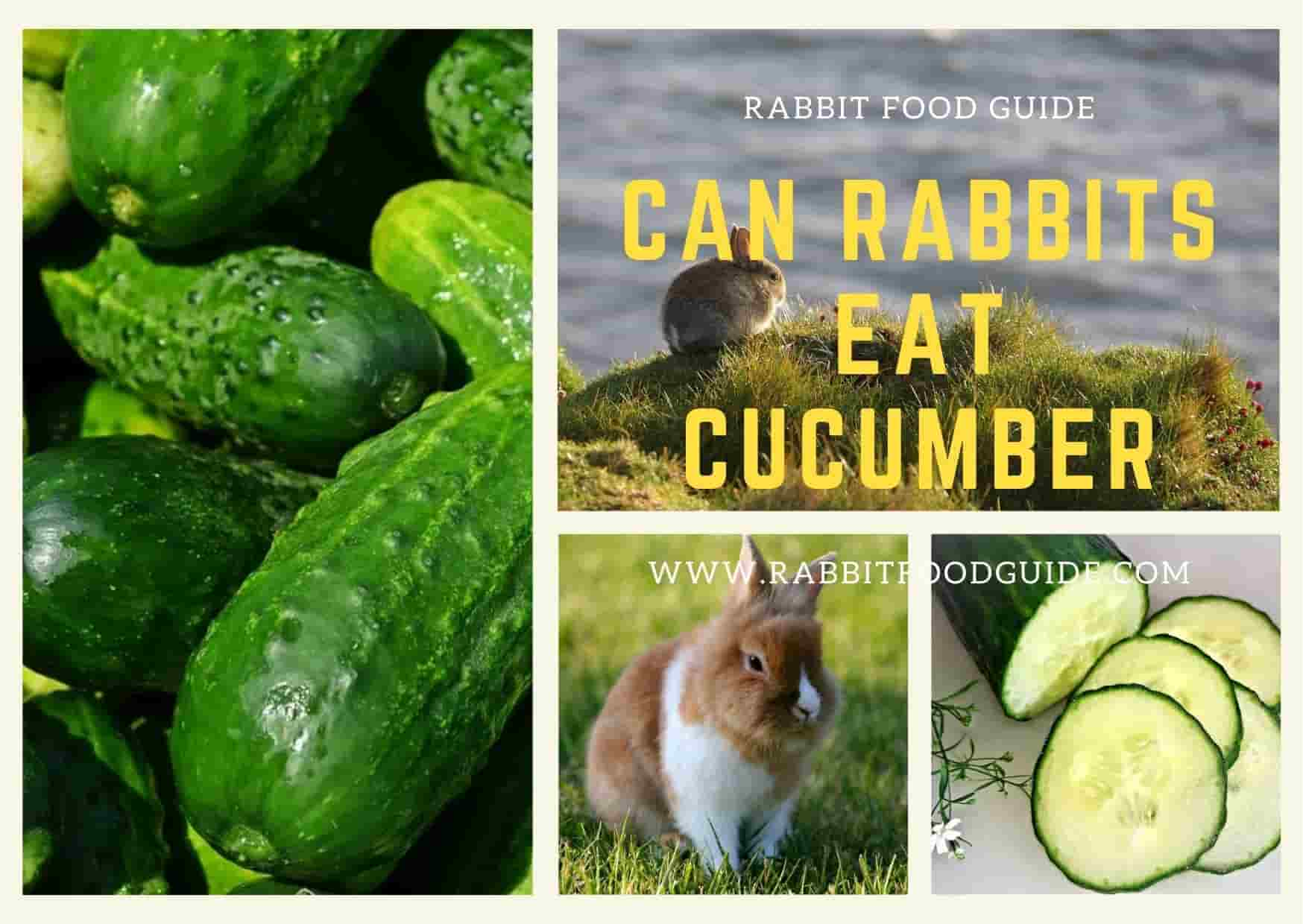 can rabbits eat cucumber? 