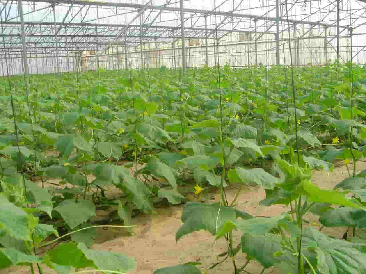 can rabbits eat cucumber plant parts?