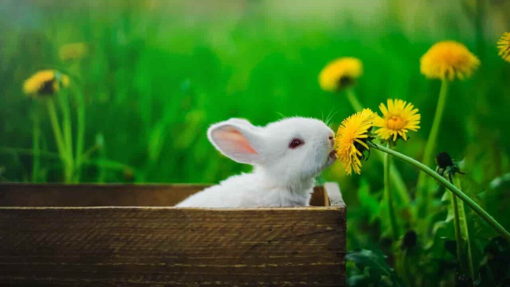 can rabbits eat dandelion flowers?