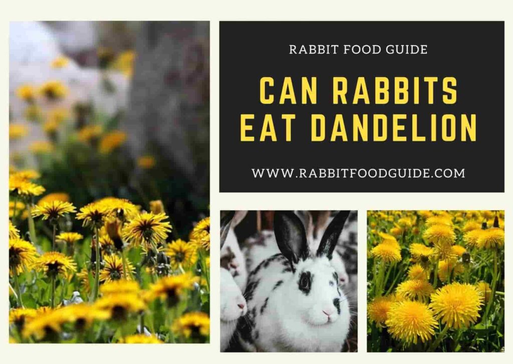 can rabbits eat dandelions?