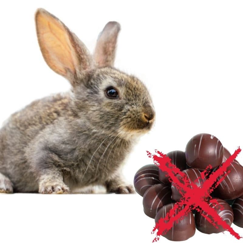 can rabbits eat dark chocolate