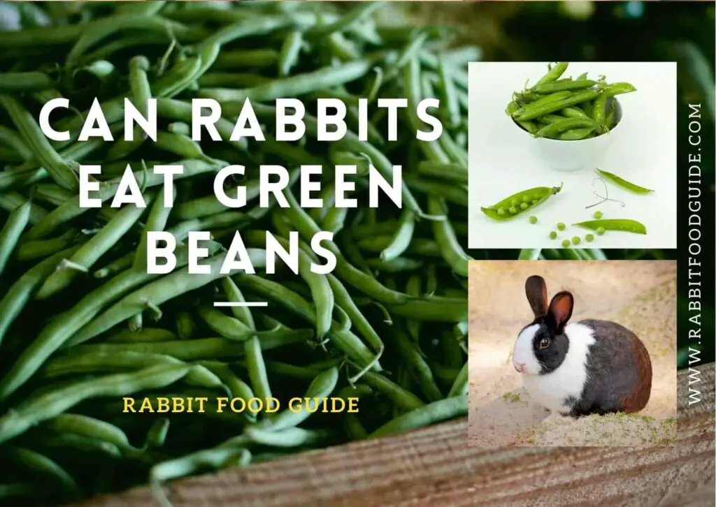 can rabbits eat green beans?