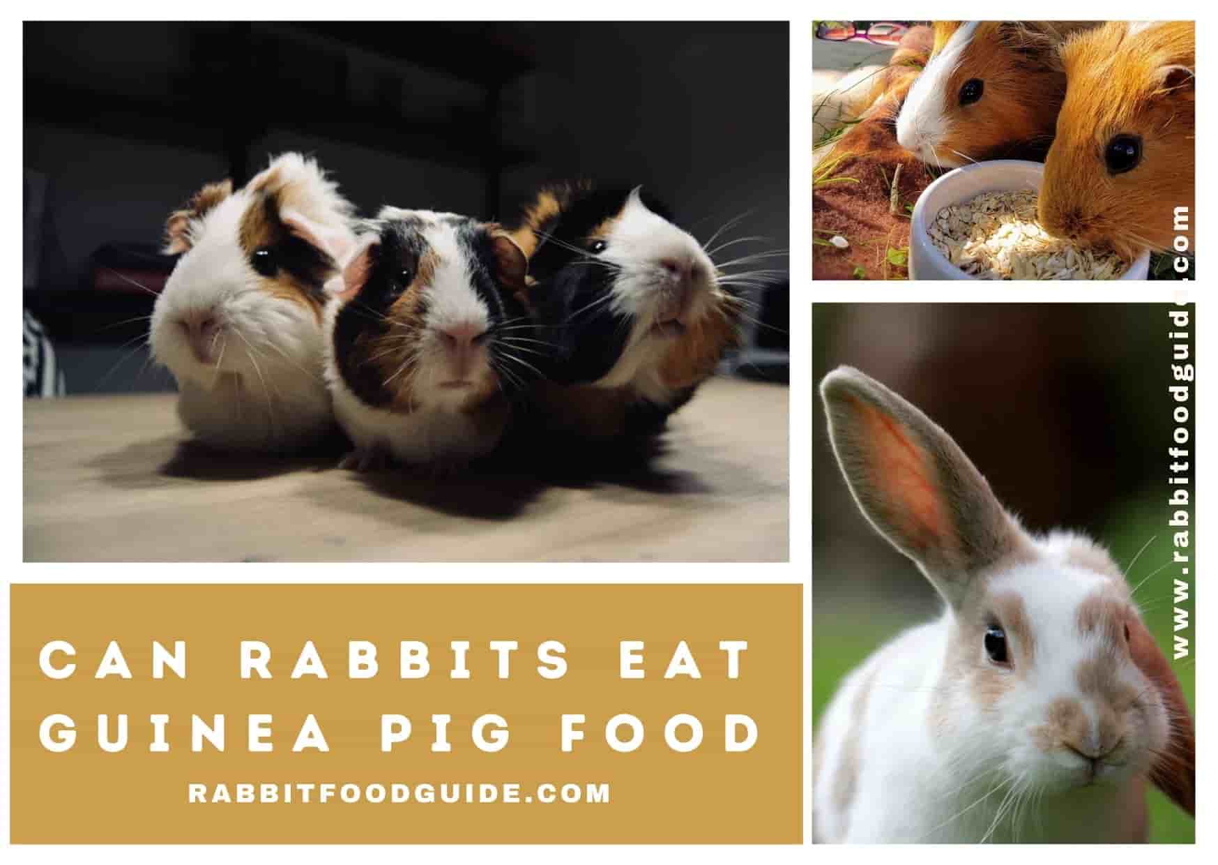 can rabbits eat guinea food 