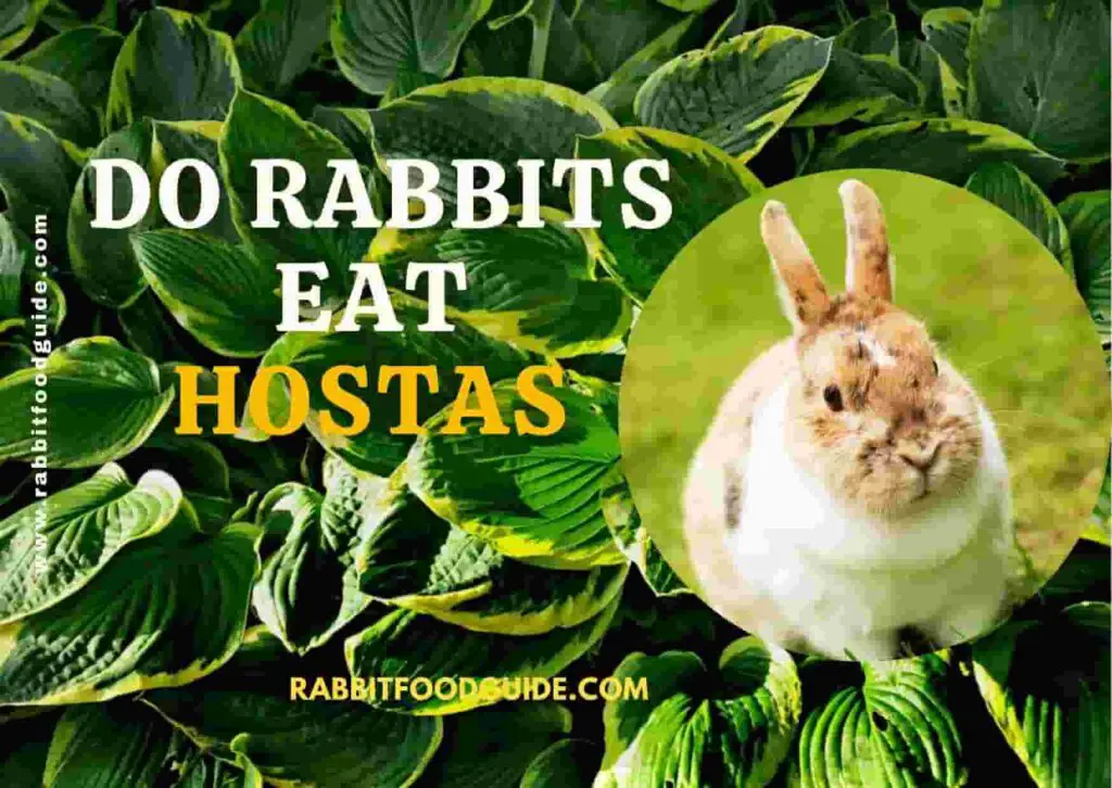 Do Rabbits Eat Hostas? All The Thing We Should Know