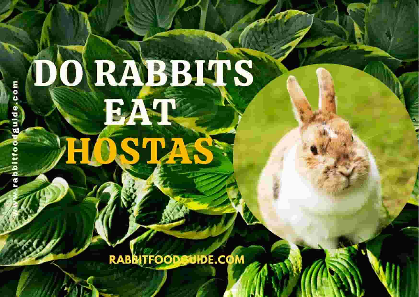 can rabbits eat hostas?