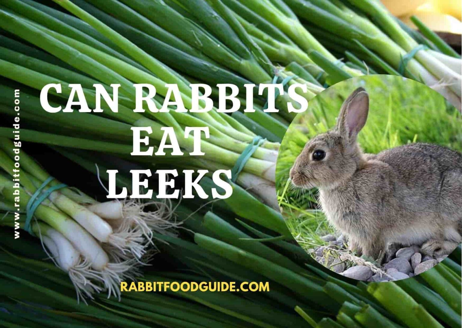 Can Rabbits Eat Leeks? Risk, Issues & Complete Guide
