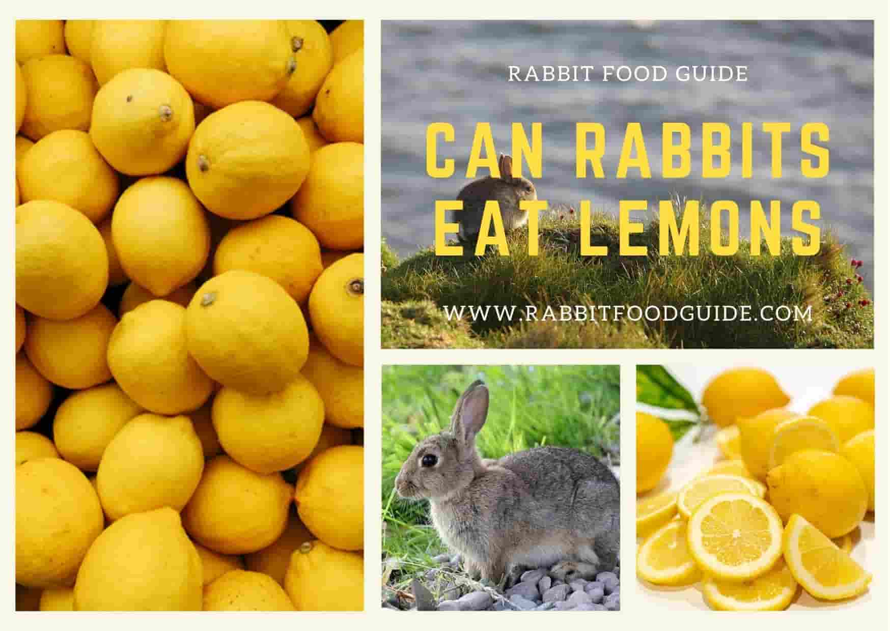 can rabbits eat lemons?