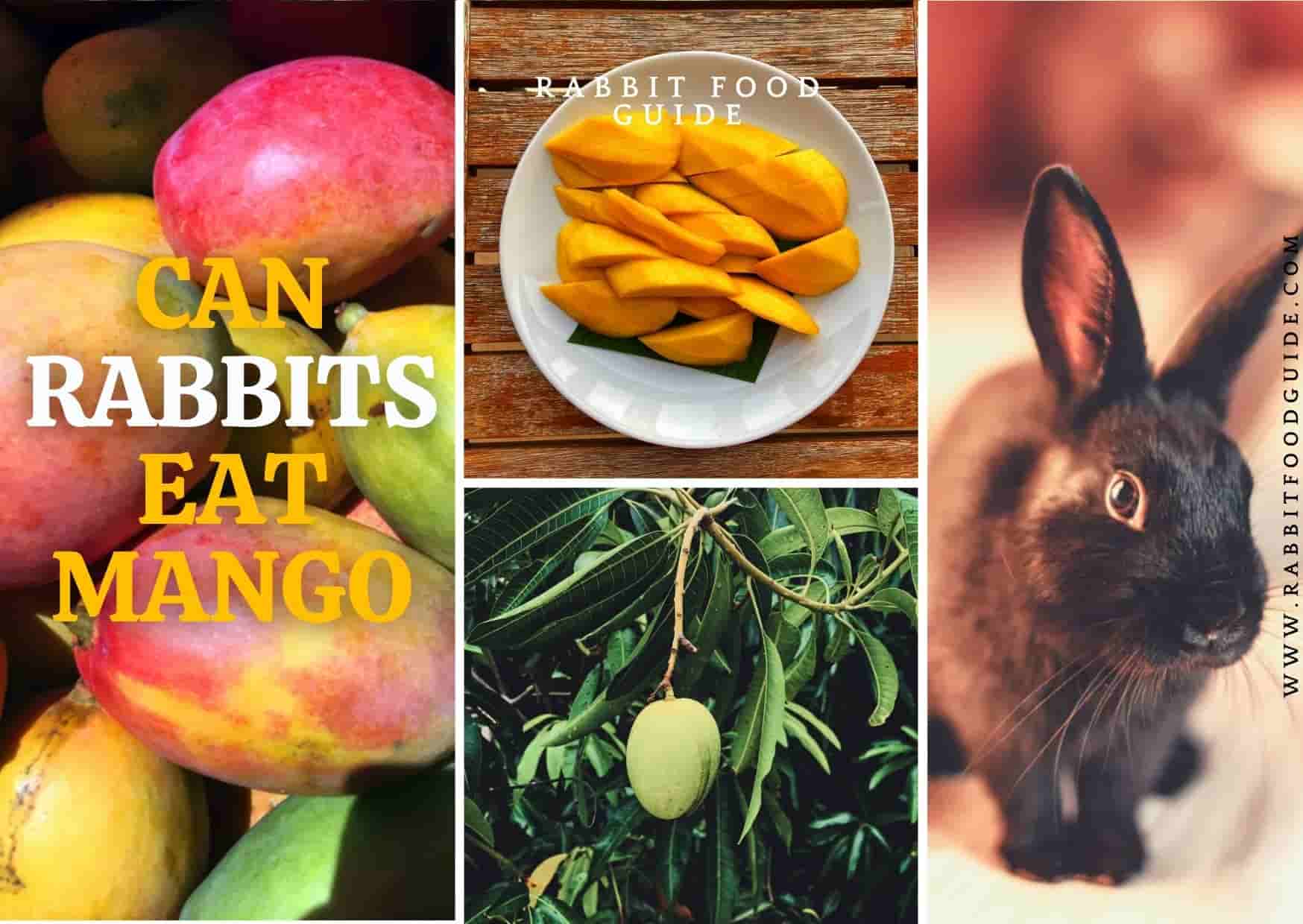 can rabbits eat mango?
