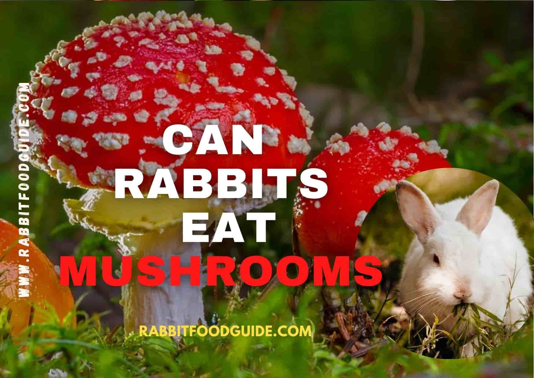 can rabbits eat mushrooms?