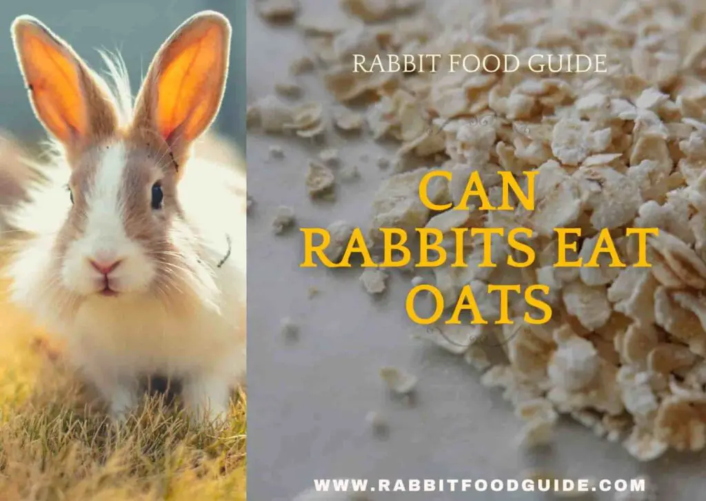 can rabbits eat oats?