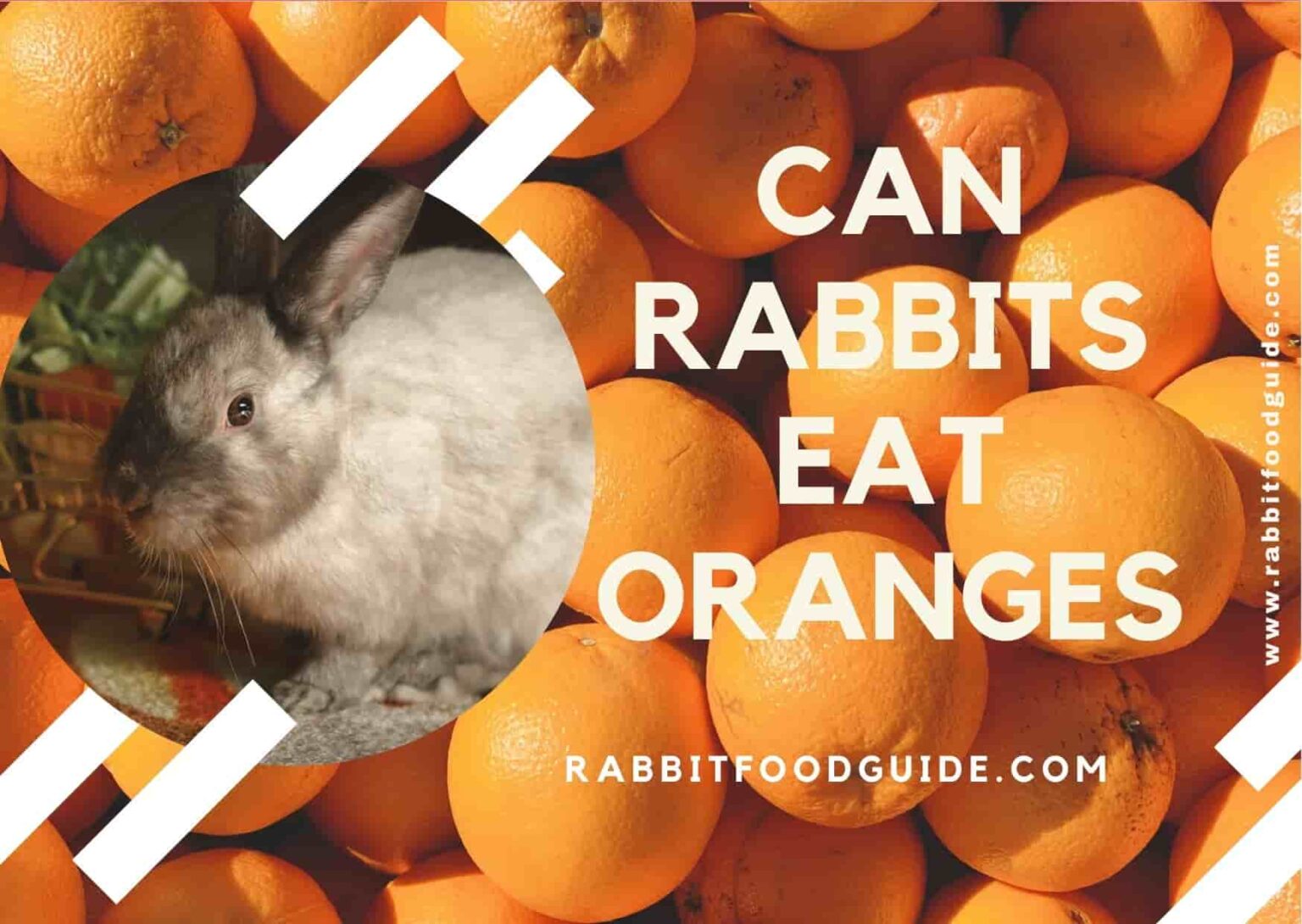 Can Rabbits Eat Oranges? Learn From Rabbit Experts!