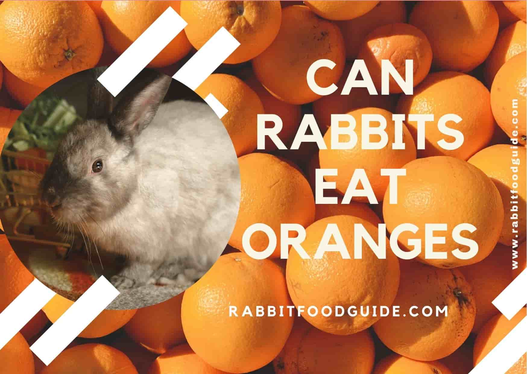 can rabbits eat oranges?