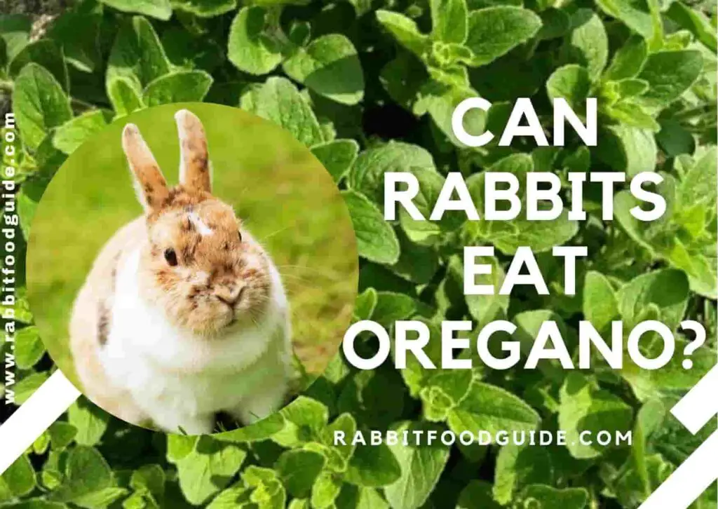 Can Rabbits Eat Parsley? Complete Health Guide & Issues