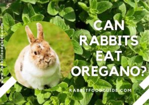 can rabbits eat oregano