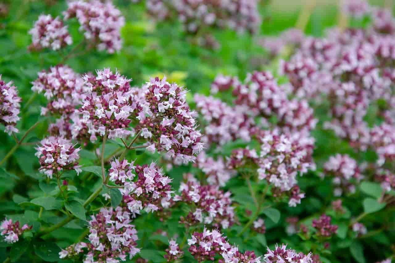 can rabbits eat oregano stems or leaves?