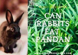 can rabbits eat pandan