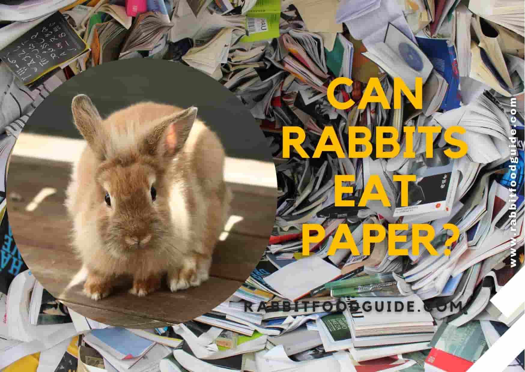 can rabbits eat paper?
