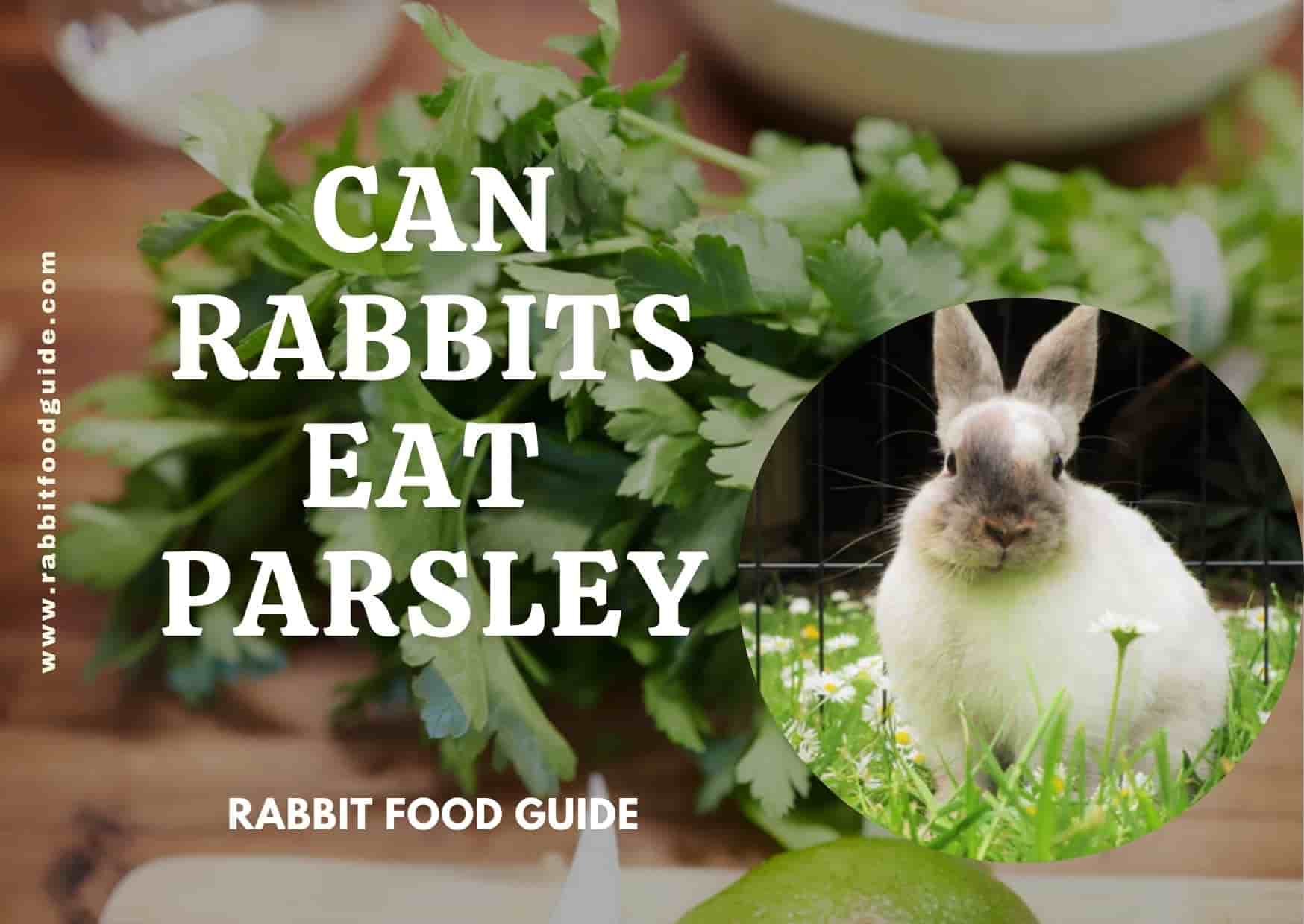can rabbits eat parsley?