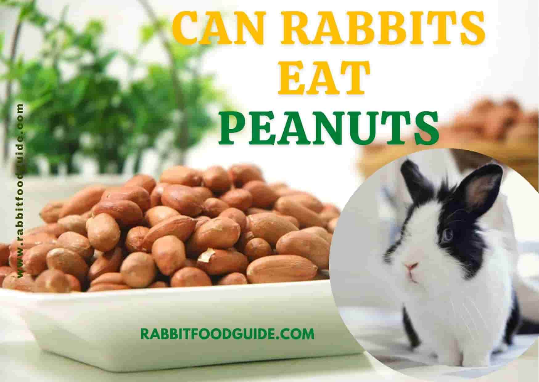 can rabbits eat peanuts