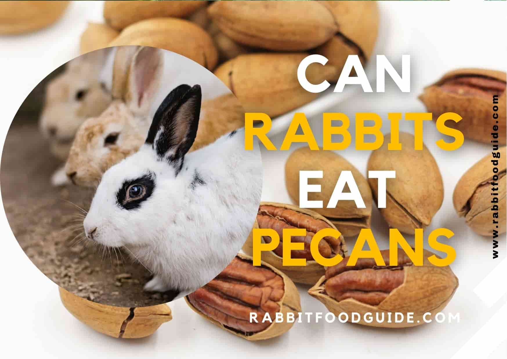 can rabbits eat pecans?