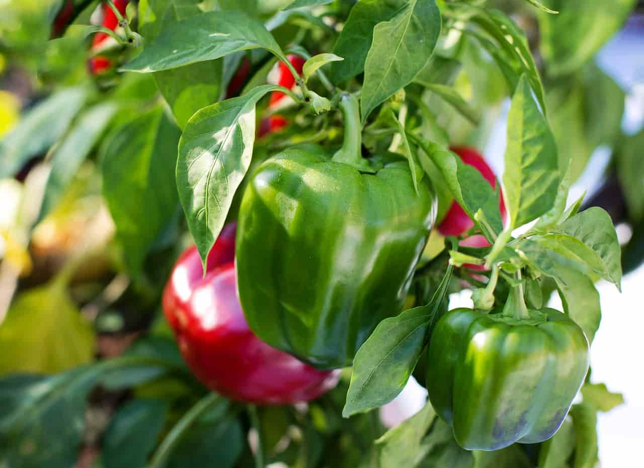 can rabbits eat pepper leaves and seeds?