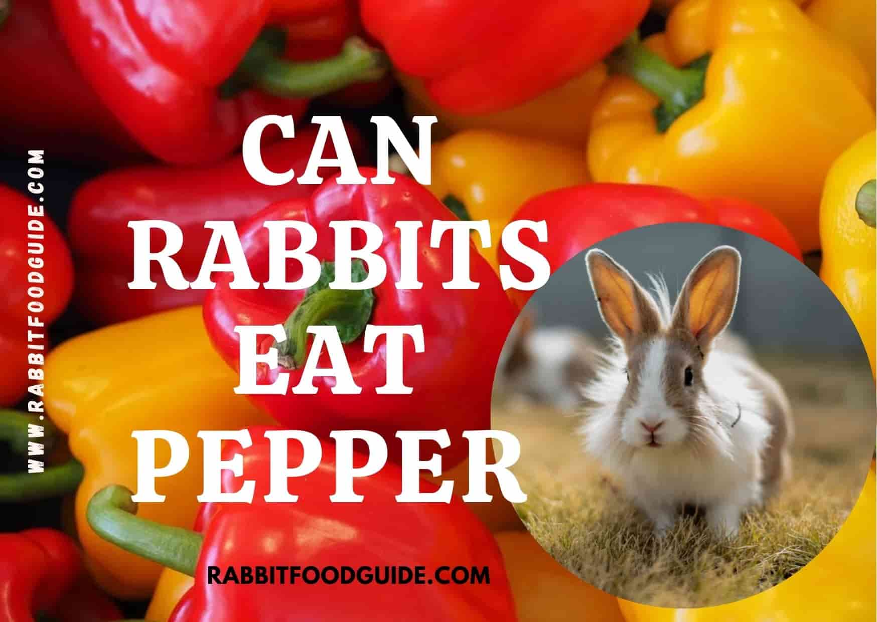 can rabbits eat peppers? 
