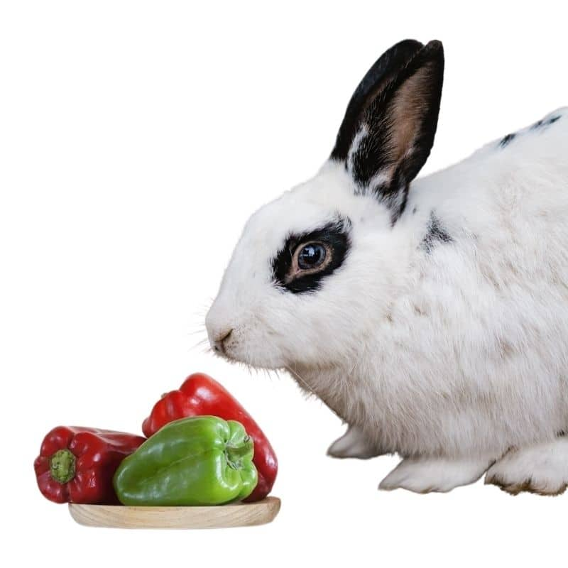 can rabbits eat red peppers